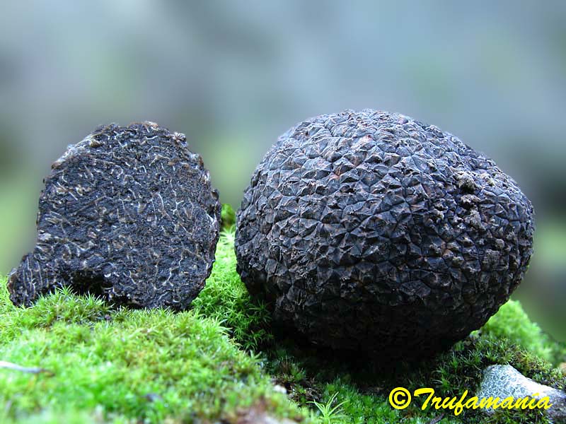 Tuber melanosporum